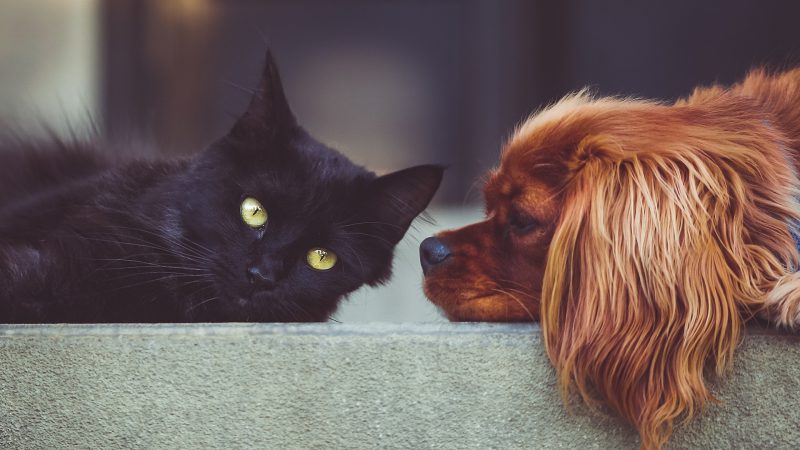 petbox