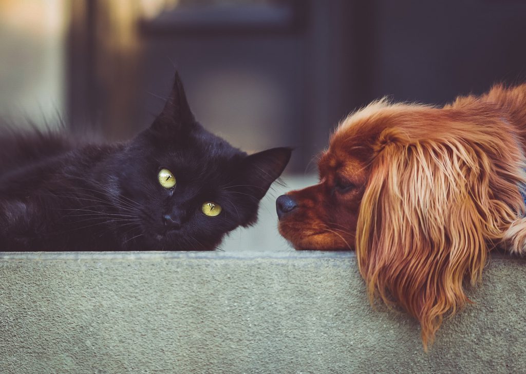 PetBox.pl czyli to, co zwierzaki lubią najbardziej